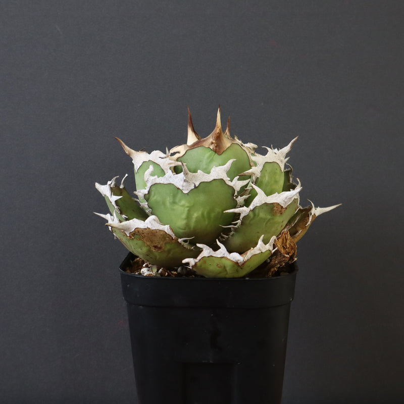 【DRAGON AGAVE】アガベ 烈焔 EC429