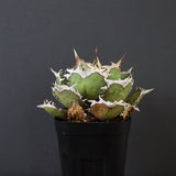 【DRAGON AGAVE】アガベ 烈焔 EC429