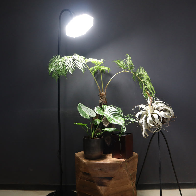 BARREL】フレキシブルアームライトスタンド – TaiShoDo ONLINE SHOP