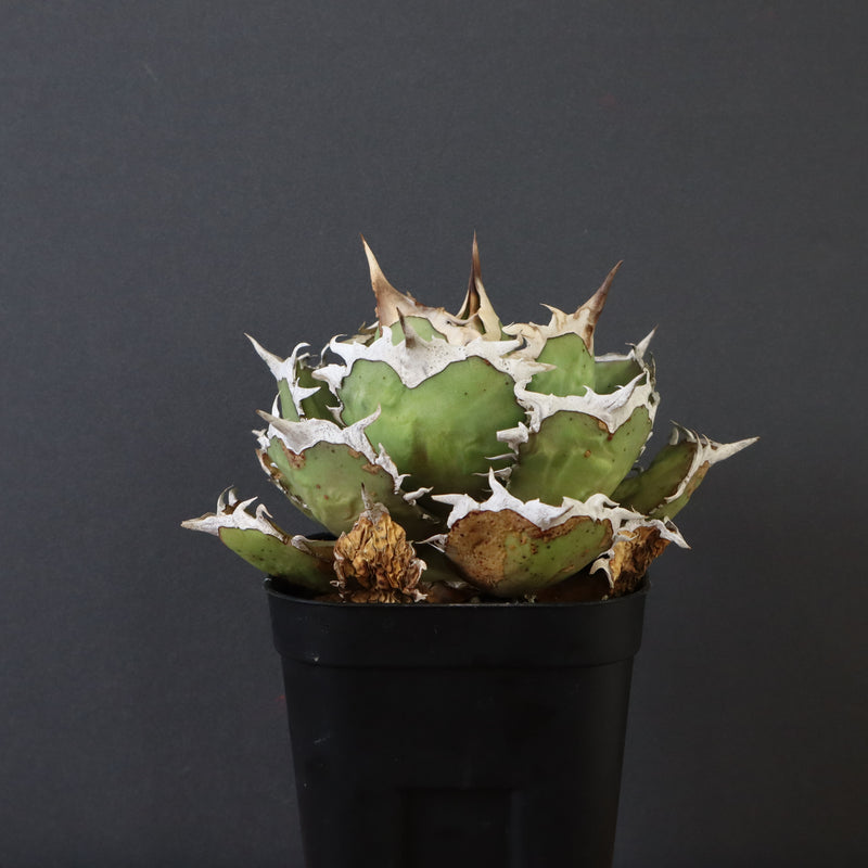 【DRAGON AGAVE】アガベ 烈焔 EC429