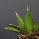 【DRAGON AGAVE】アガベ  緑牛 EC6