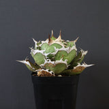 【DRAGON AGAVE】アガベ 烈焔 EC429