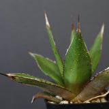 【DRAGON AGAVE】アガベ  緑牛 EC6