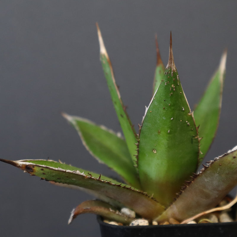 【DRAGON AGAVE】アガベ  緑牛 EC6