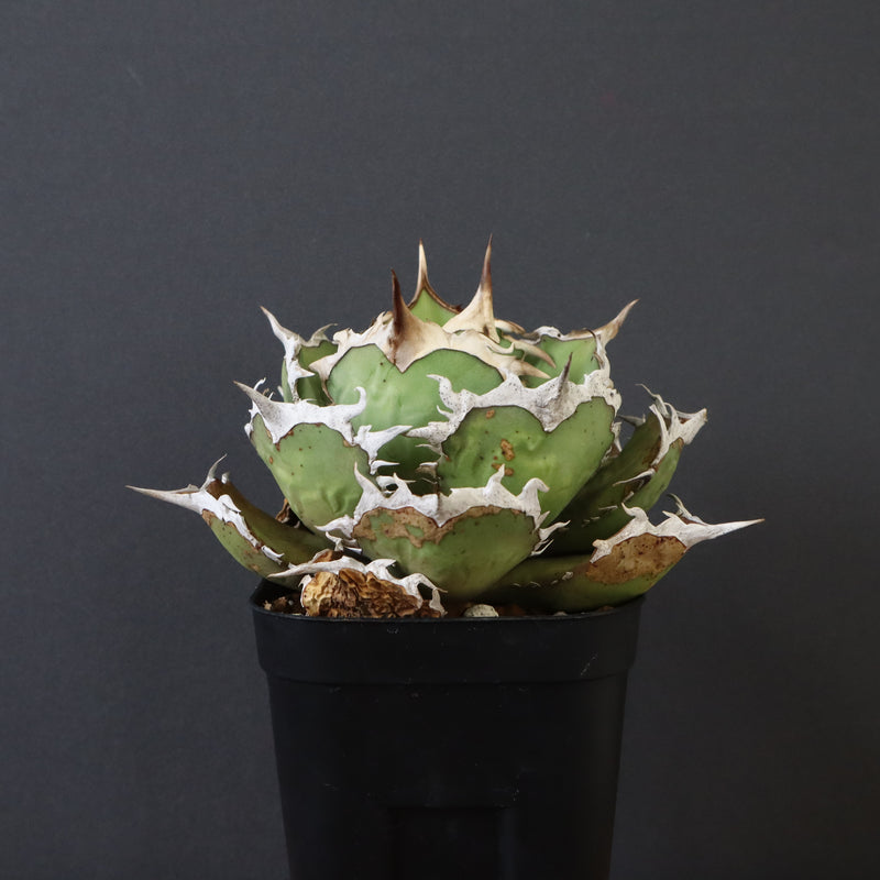 【DRAGON AGAVE】アガベ 烈焔 EC429