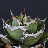 【DRAGON AGAVE】アガベ 烈焔 EC429