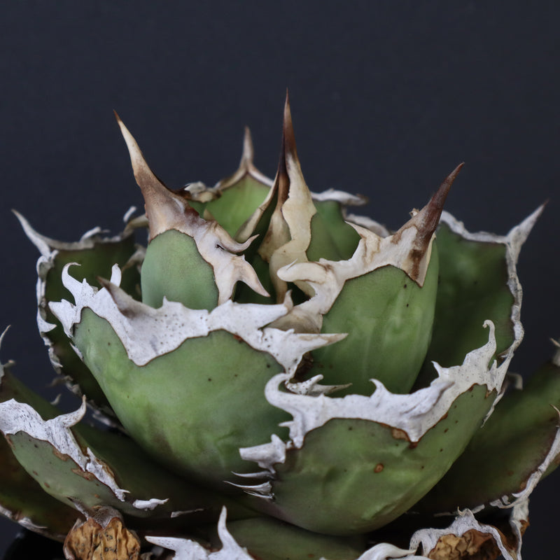 【DRAGON AGAVE】アガベ 烈焔 EC429