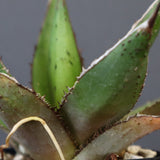 【DRAGON AGAVE】アガベ  緑牛 EC6