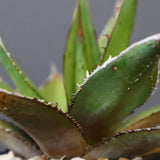 【DRAGON AGAVE】アガベ  緑牛 EC6
