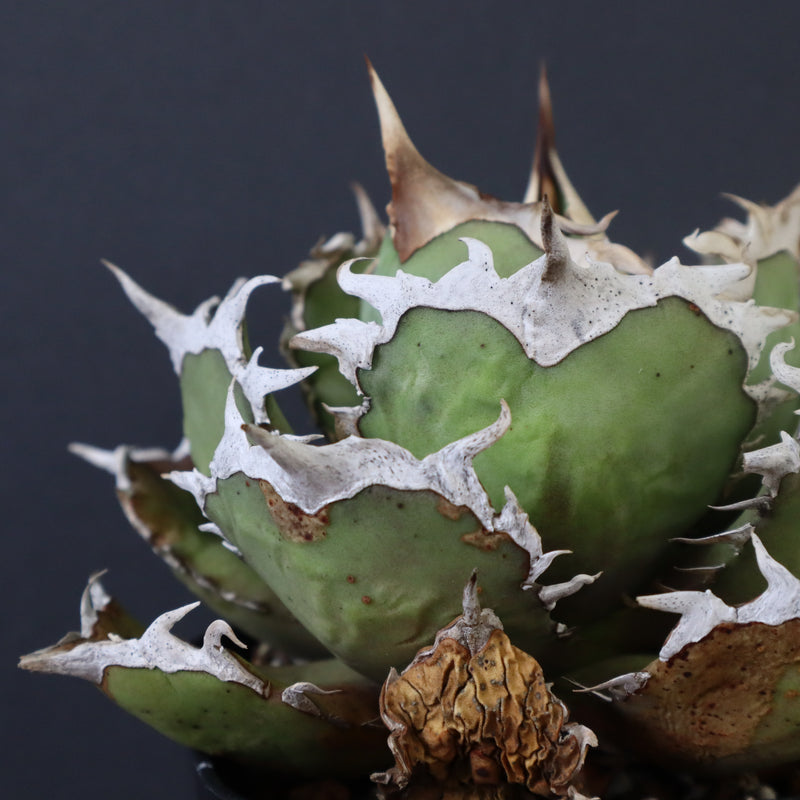 【DRAGON AGAVE】アガベ 烈焔 EC429