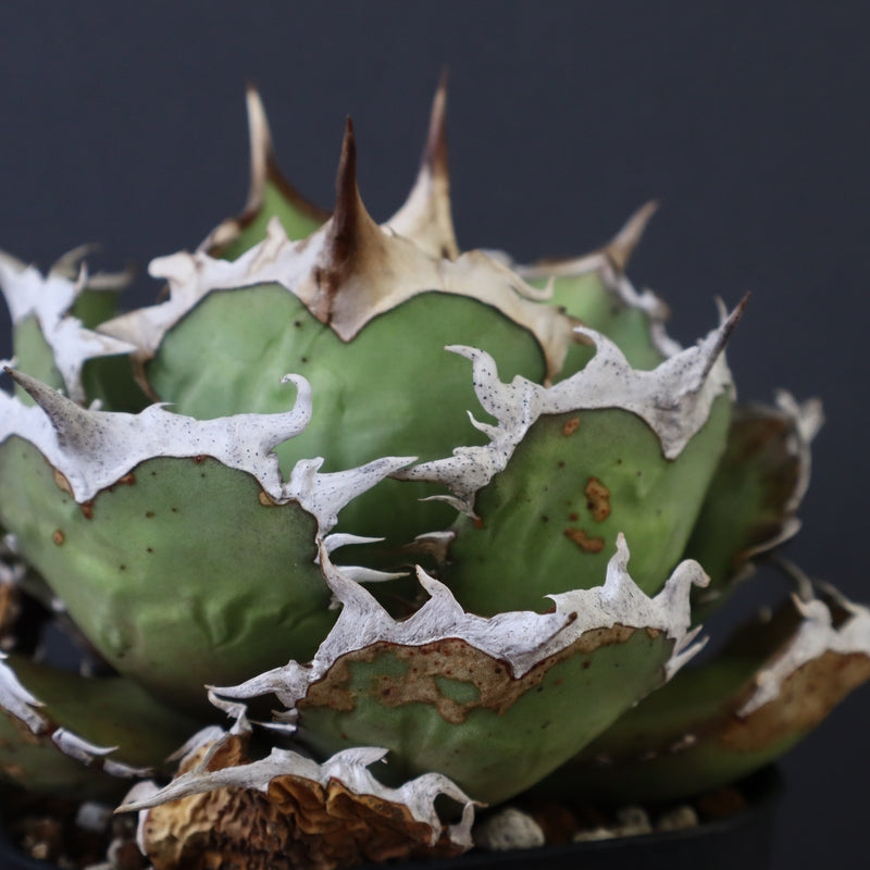 【DRAGON AGAVE】アガベ 烈焔 EC429