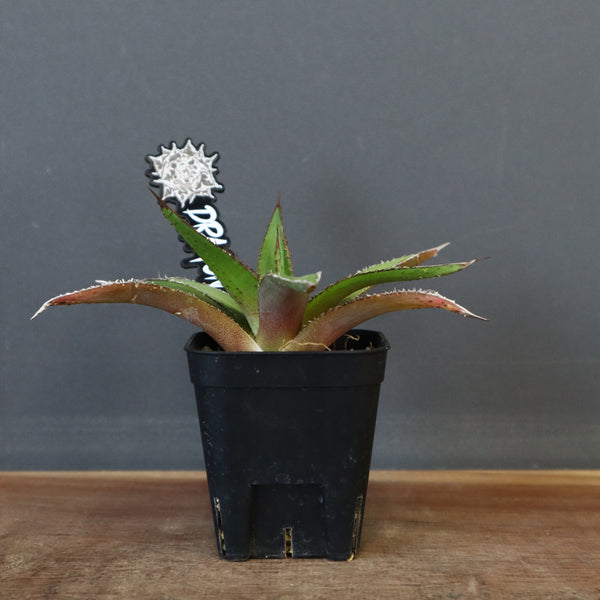 DRAGON AGAVE】アガベ 緑牛 EC5 – TaiShoDo ONLINE SHOP