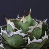 【DRAGON AGAVE】アガベ 烈焔 EC429