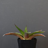 【DRAGON AGAVE】アガベ  緑牛  EC5