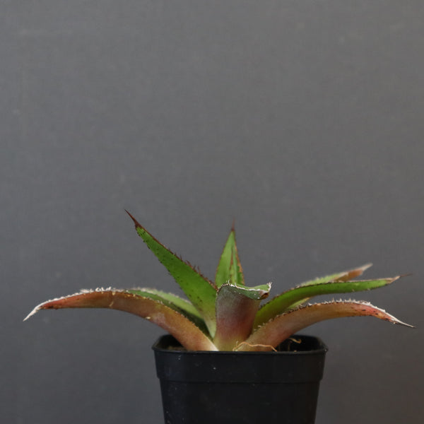 【DRAGON AGAVE】アガベ  緑牛  EC5