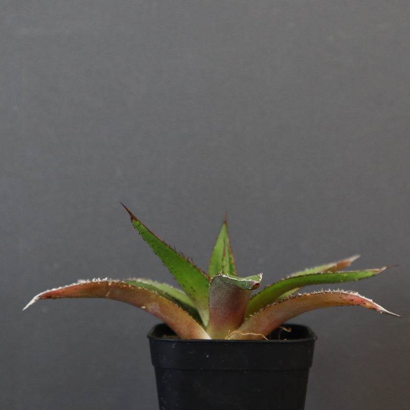 DRAGON AGAVE】アガベ 緑牛 EC5 – TaiShoDo ONLINE SHOP