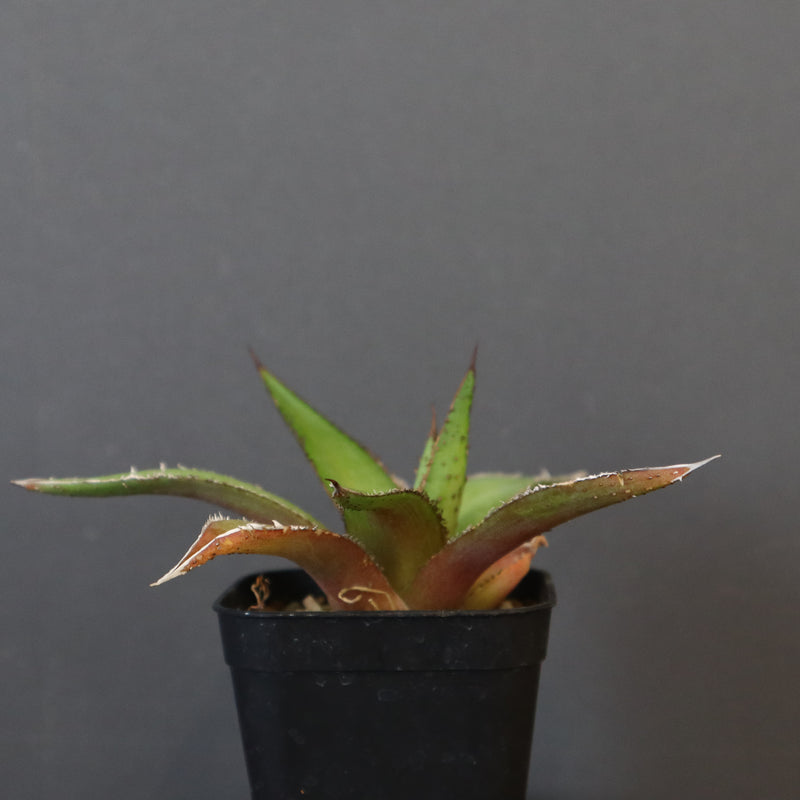 【DRAGON AGAVE】アガベ  緑牛  EC5
