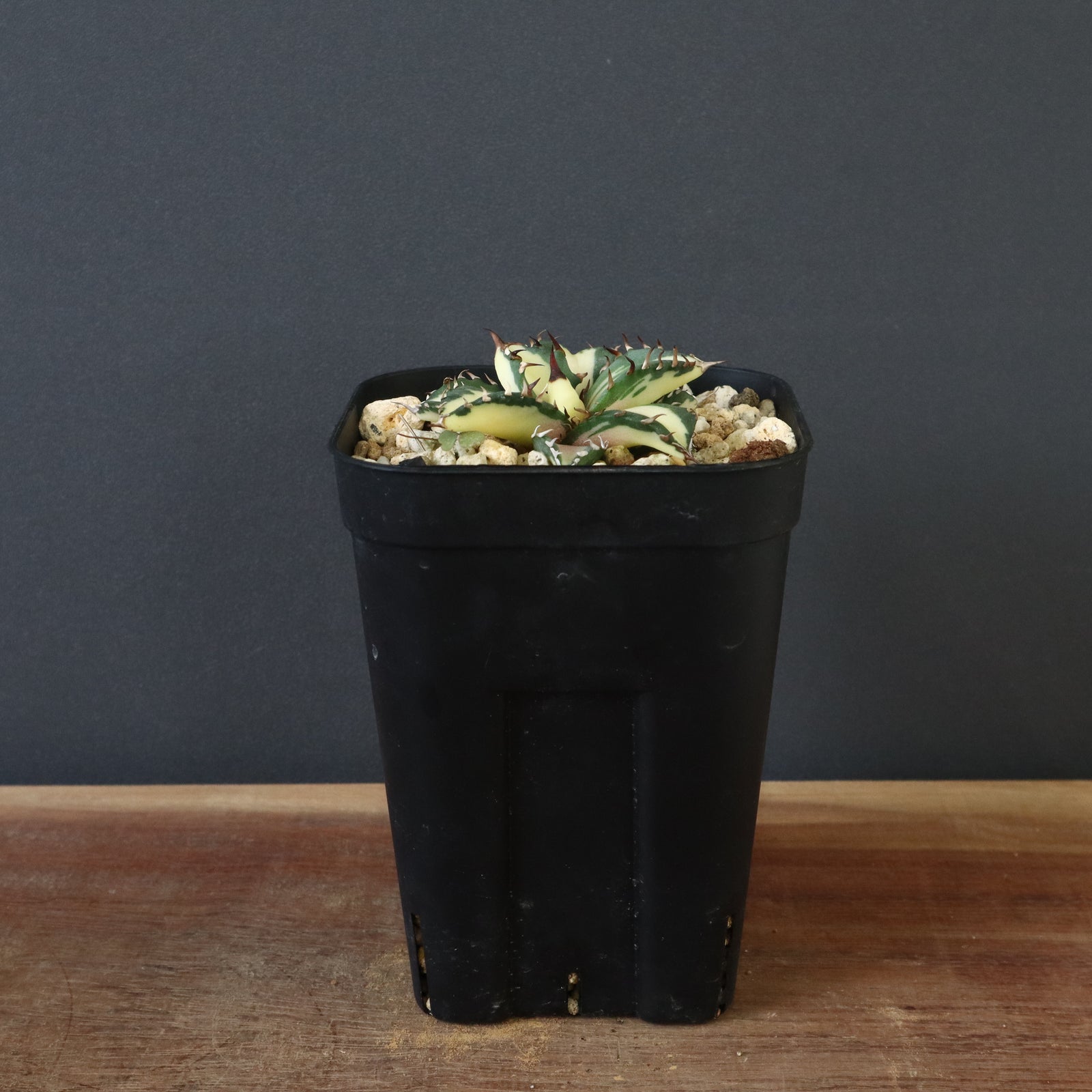 アガベ 姫厳龍白中斑 EC430 – TaiShoDo ONLINE SHOP