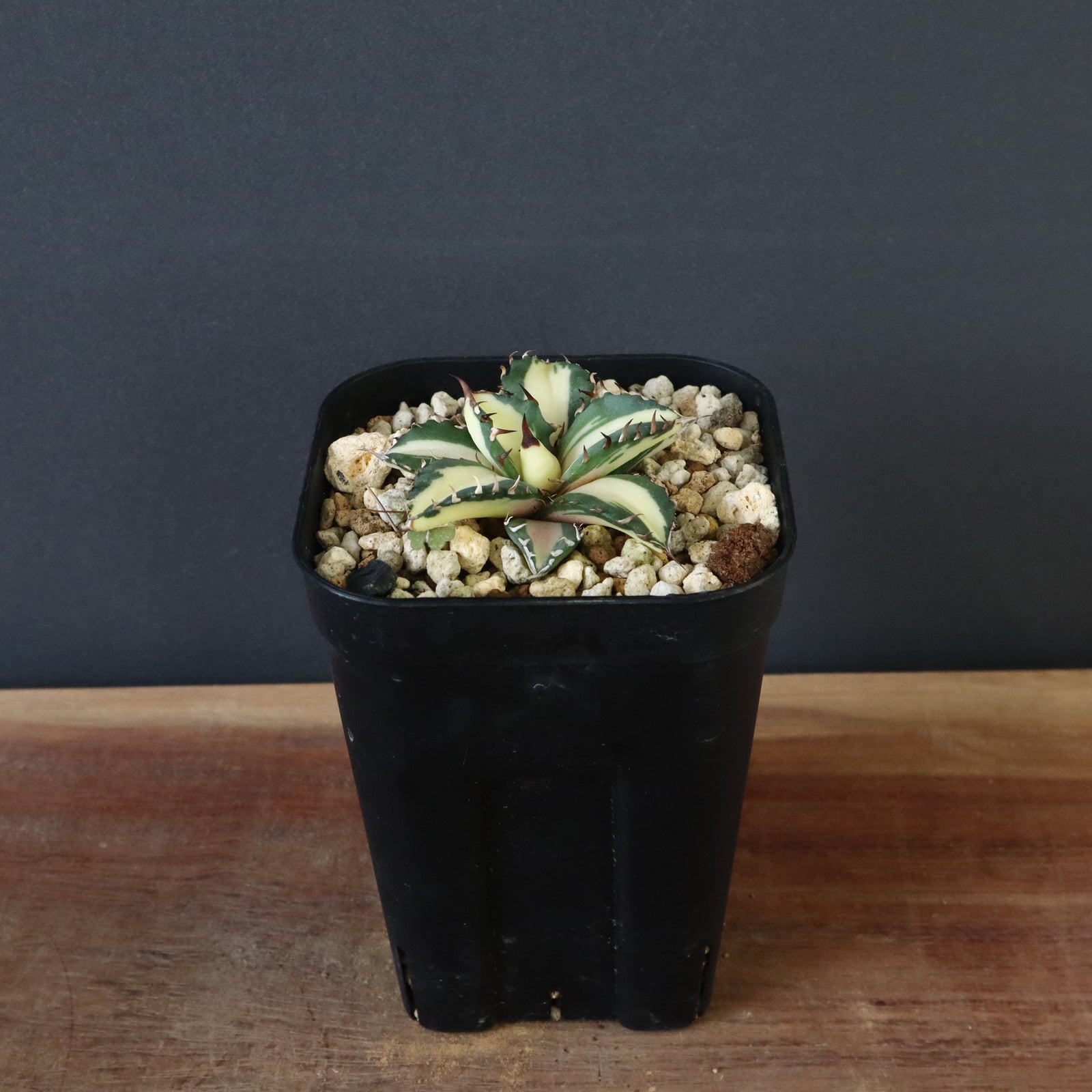 アガベ 姫厳龍白中斑 EC430 – TaiShoDo ONLINE SHOP