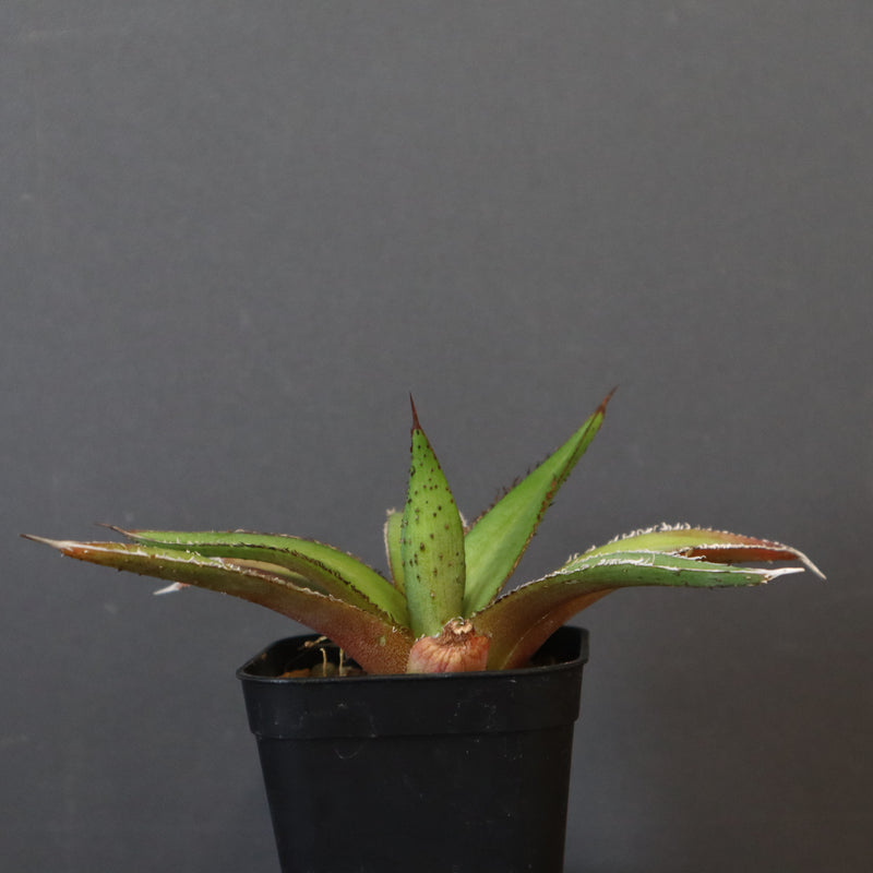 【DRAGON AGAVE】アガベ  緑牛  EC5