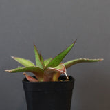 【DRAGON AGAVE】アガベ  緑牛  EC5