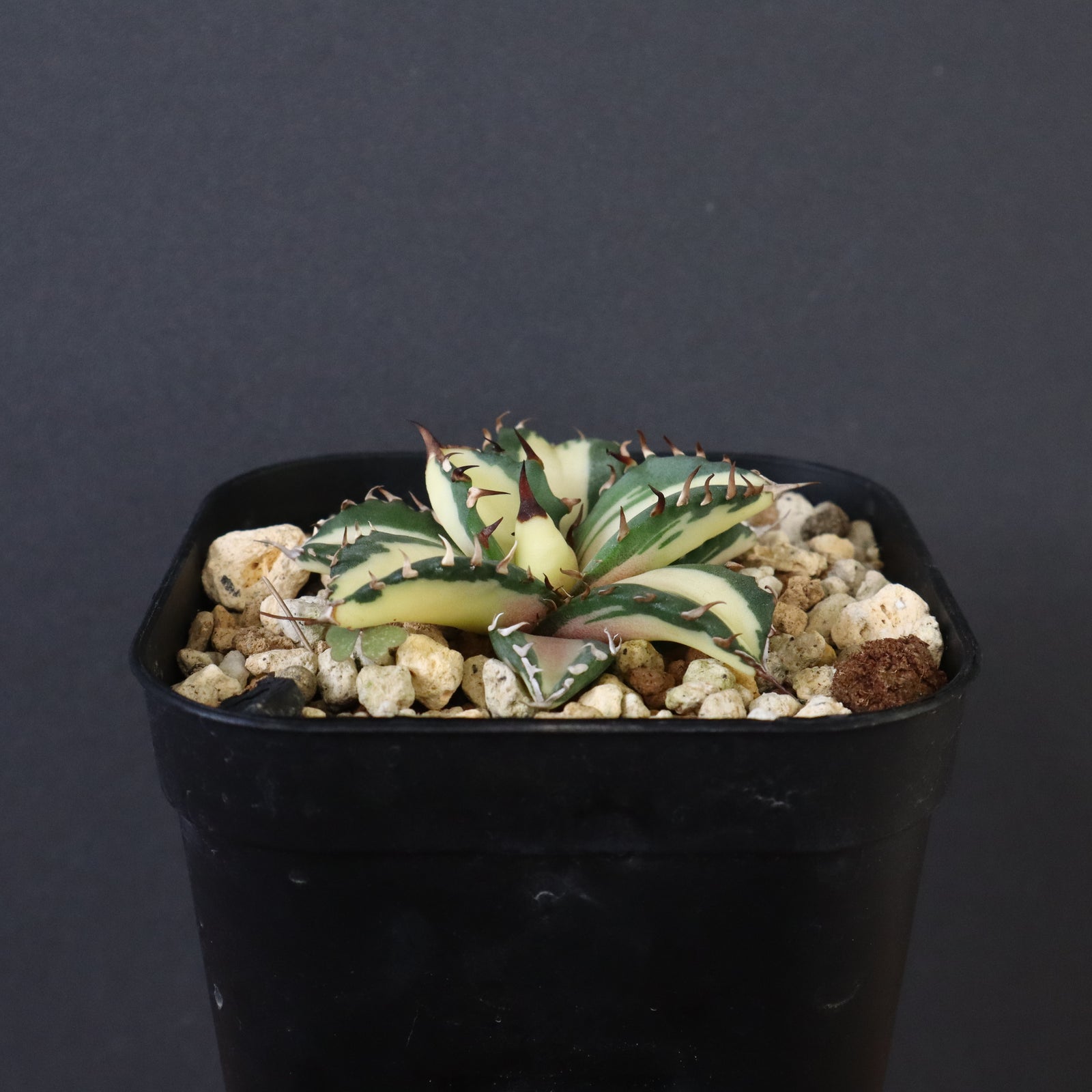 アガベ 姫厳龍白中斑 EC430 – TaiShoDo ONLINE SHOP