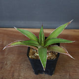 【DRAGON AGAVE】アガベ  緑牛  EC5