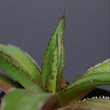 【DRAGON AGAVE】アガベ  緑牛  EC5