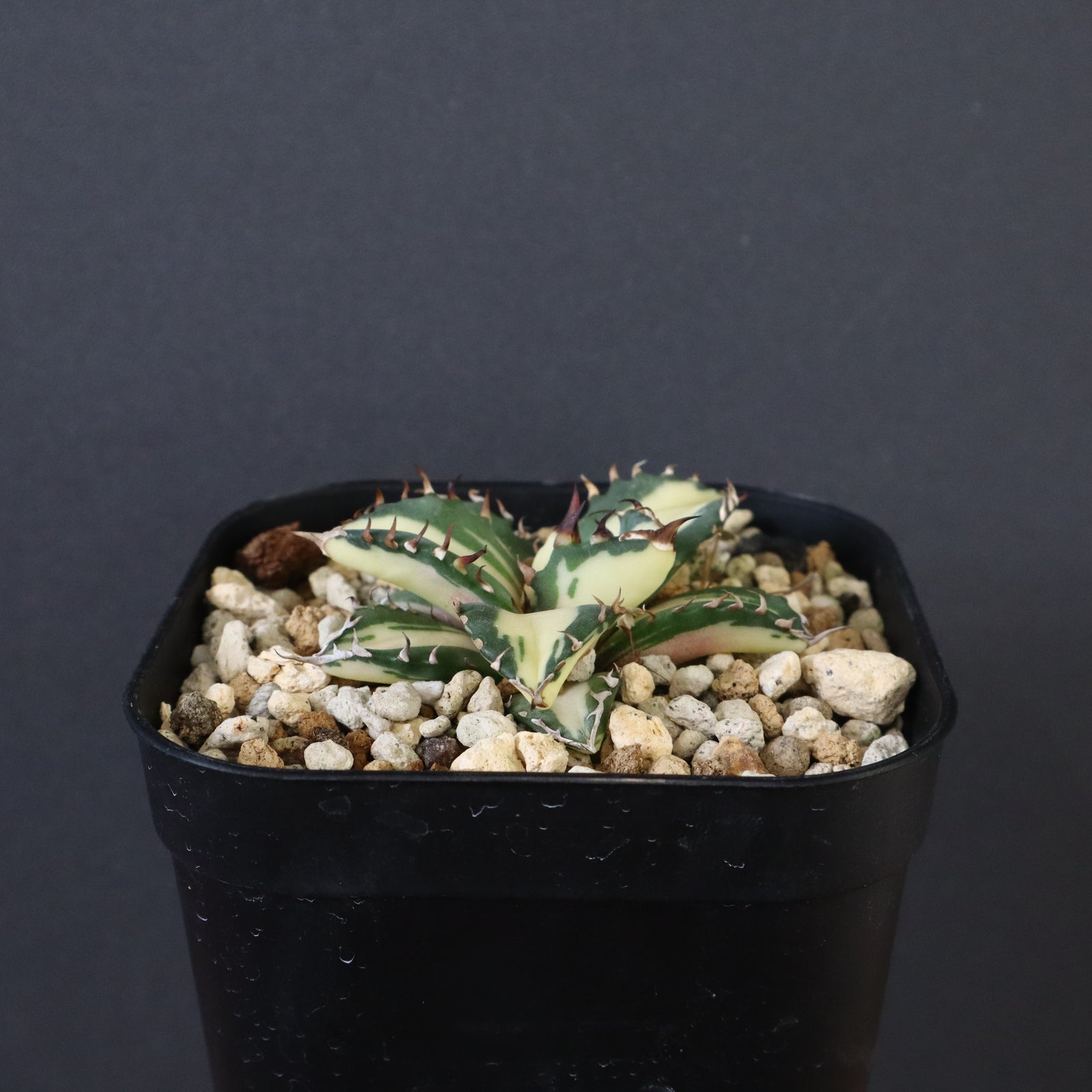 アガベ 姫厳龍白中斑 EC430 – TaiShoDo ONLINE SHOP