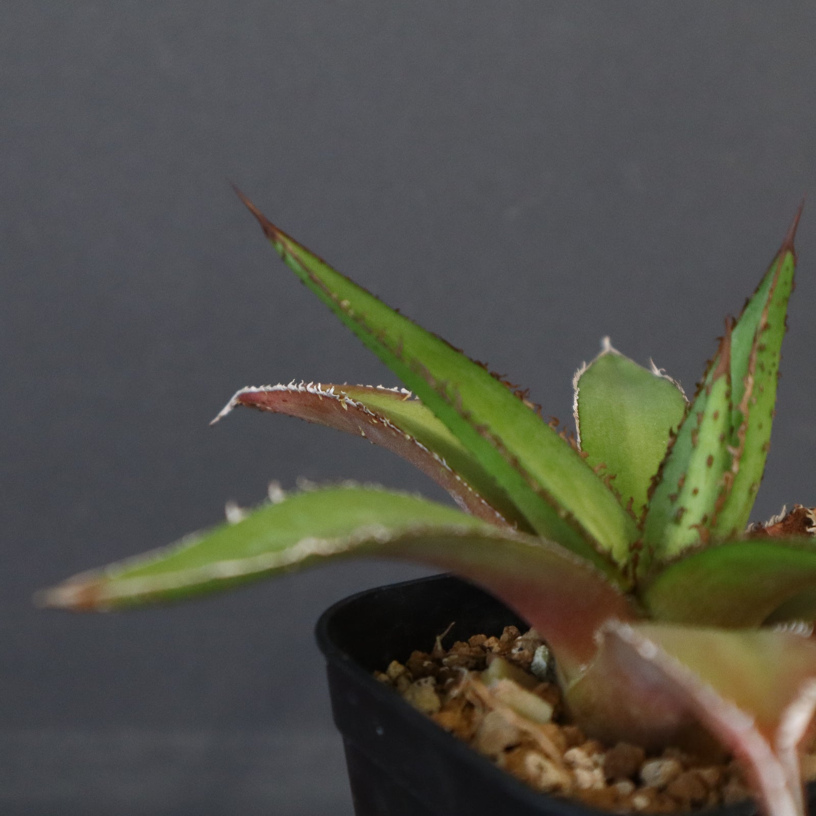 DRAGON AGAVE】アガベ 緑牛 EC5 – TaiShoDo ONLINE SHOP