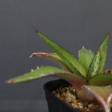 【DRAGON AGAVE】アガベ  緑牛  EC5
