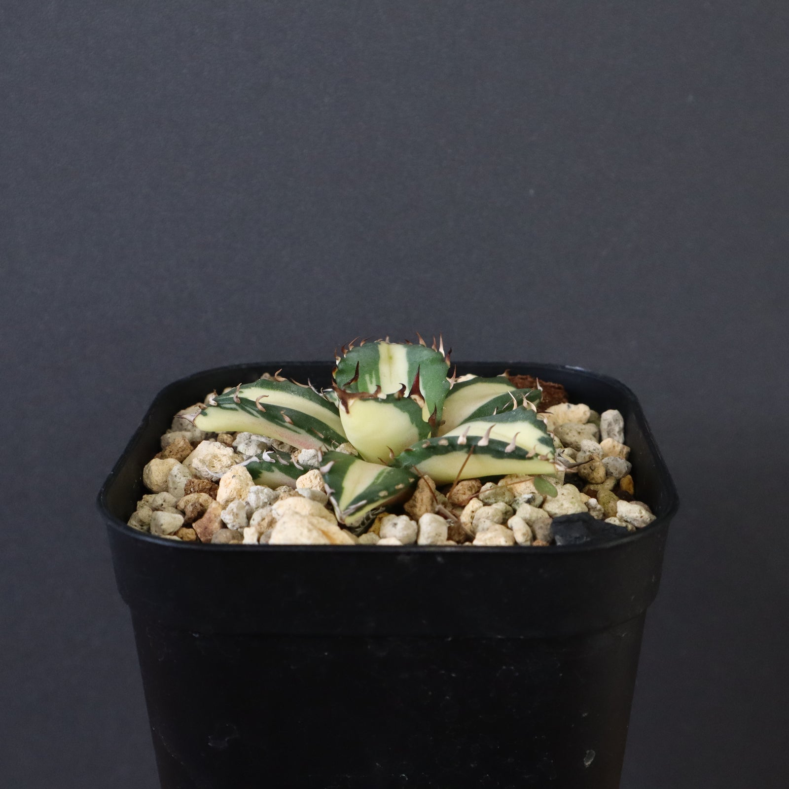 アガベ 姫厳龍白中斑 EC430 – TaiShoDo ONLINE SHOP