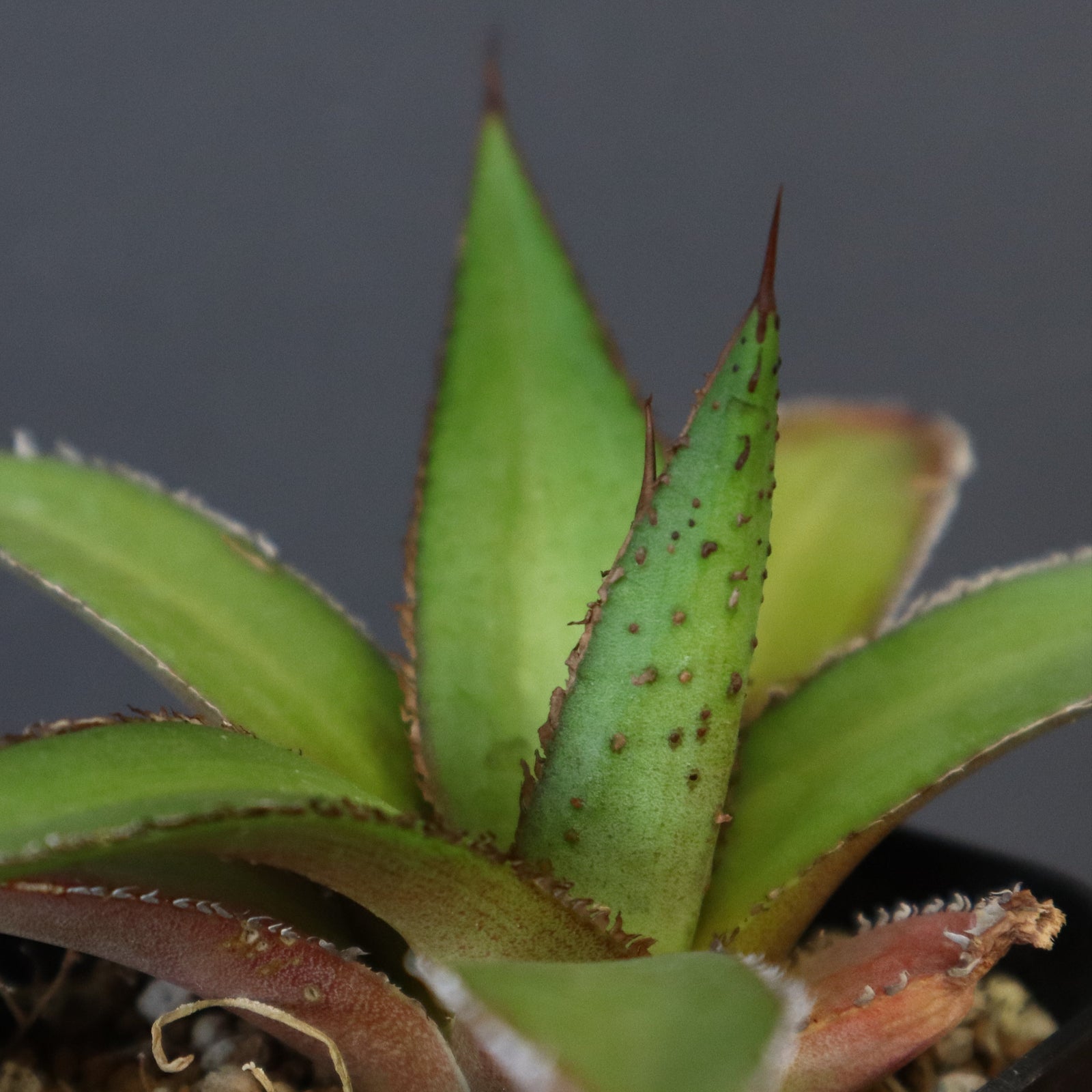 DRAGON AGAVE】アガベ 緑牛 EC5 – TaiShoDo ONLINE SHOP