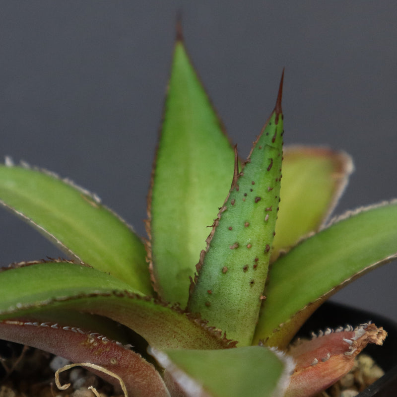 DRAGON AGAVE】アガベ 緑牛 EC5 – TaiShoDo ONLINE SHOP