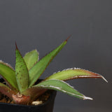 【DRAGON AGAVE】アガベ  緑牛  EC5