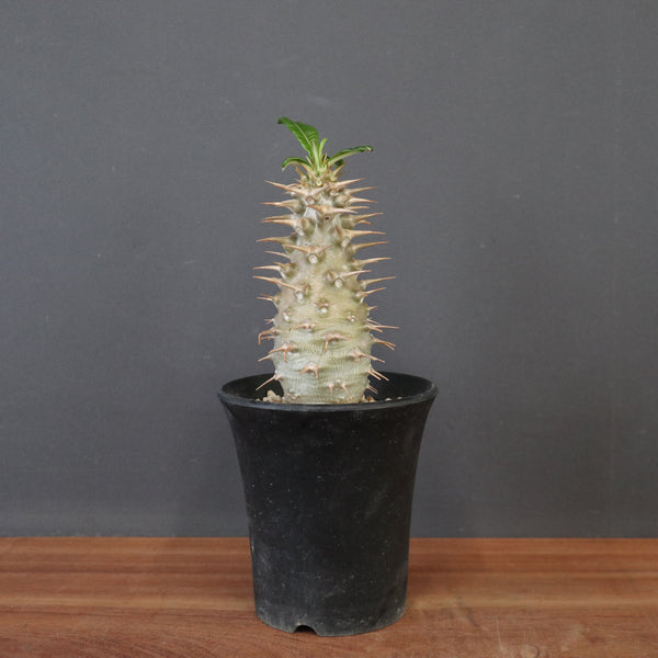 P.アンボンゲンセ（実生）79 – TaiShoDo ONLINE SHOP