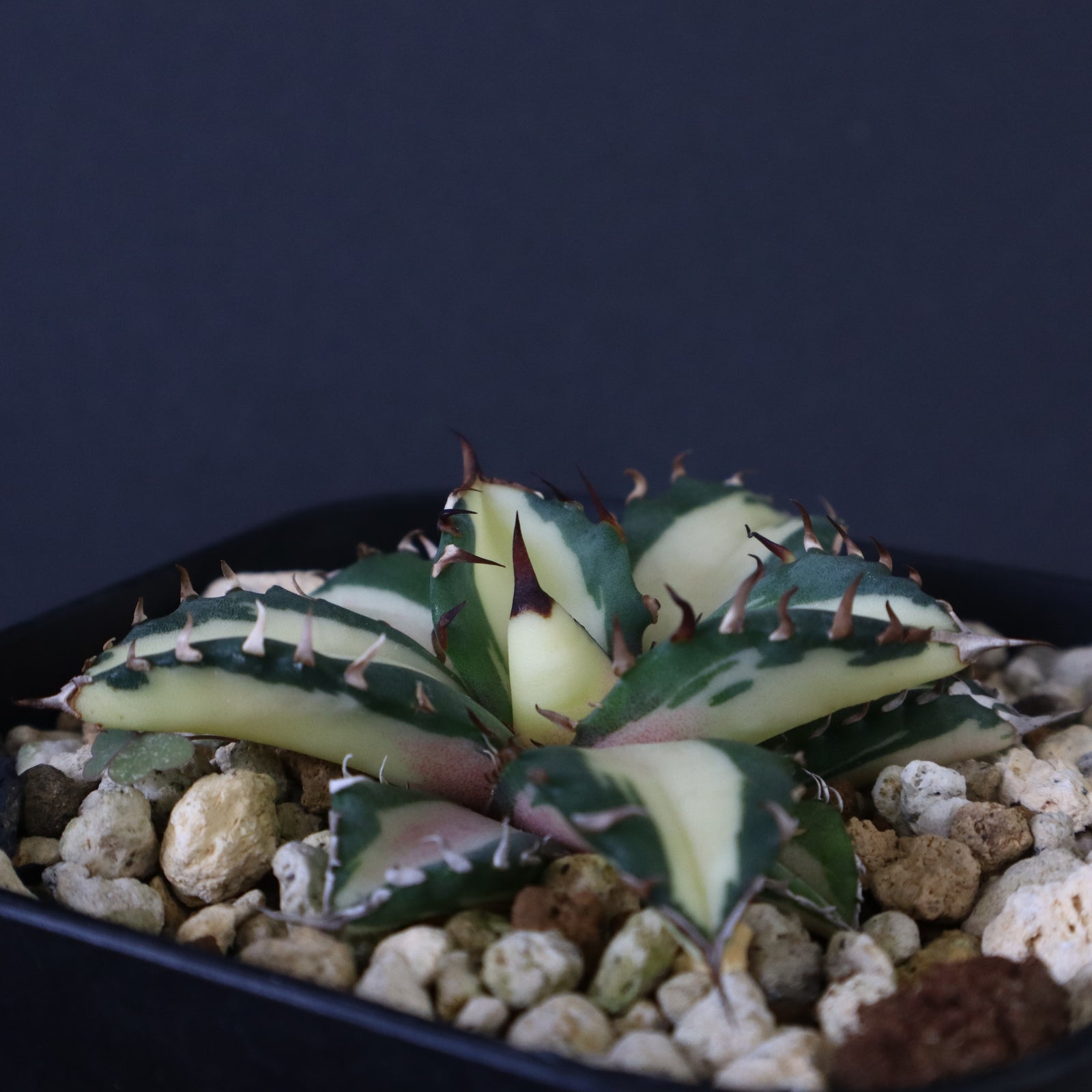 アガベ 姫厳龍白中斑 EC430 – TaiShoDo ONLINE SHOP