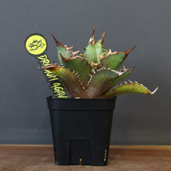 【DRAGON AGAVE】アガベ 獵豹  EC11