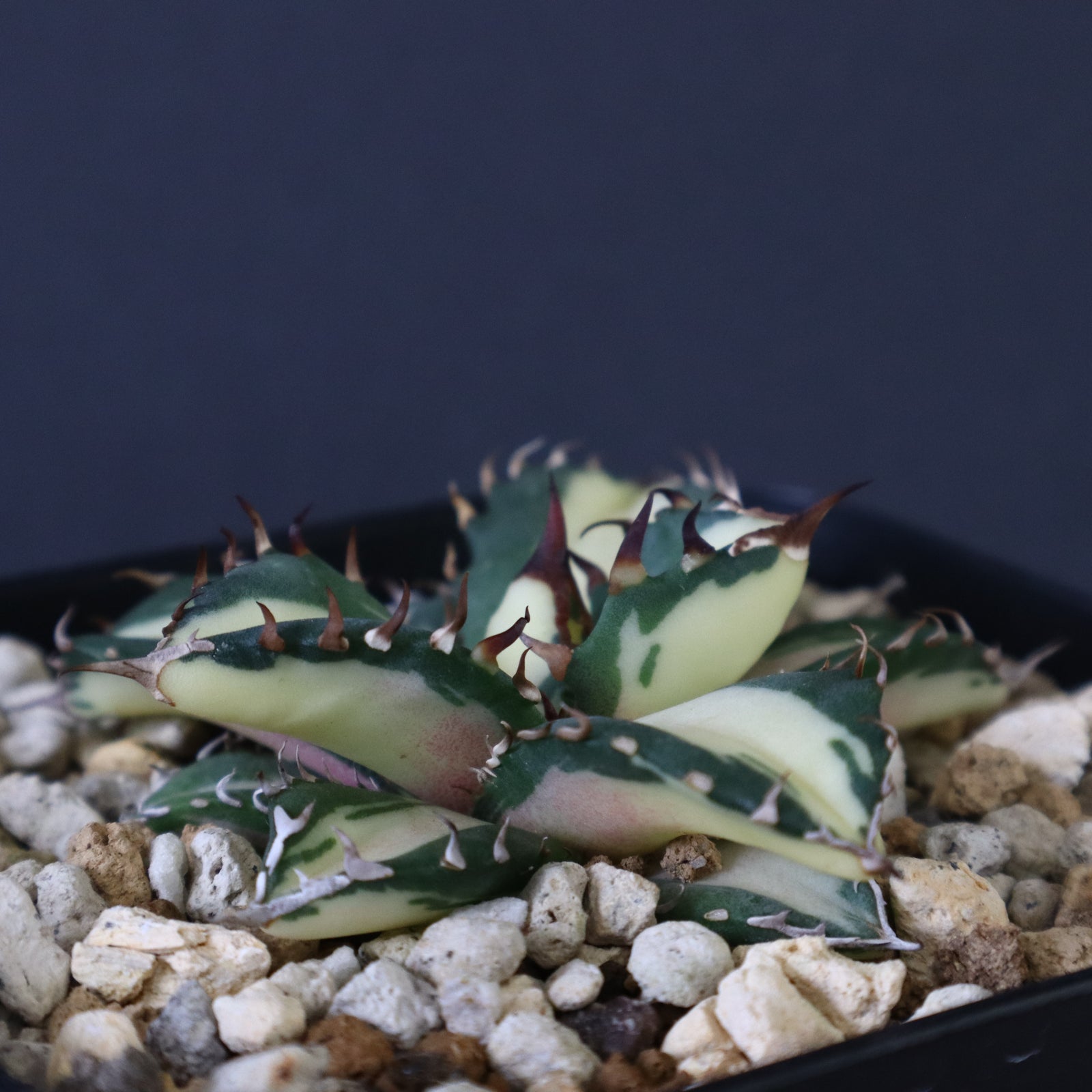 アガベ 姫厳龍白中斑 EC430 – TaiShoDo ONLINE SHOP