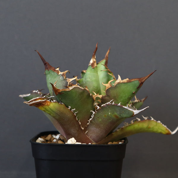 【DRAGON AGAVE】アガベ 獵豹  EC11
