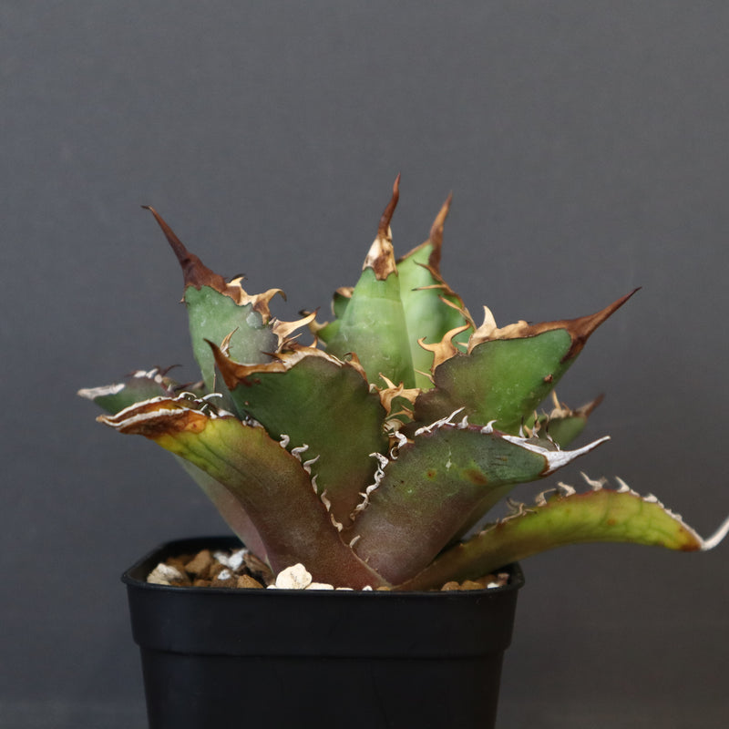 【DRAGON AGAVE】アガベ 獵豹  EC11