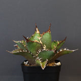 【DRAGON AGAVE】アガベ 獵豹  EC11