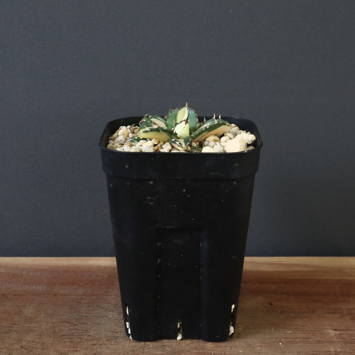 サンキライの販売予定 SALE対象 – 25ページ目 – TaiShoDo ONLINE SHOP