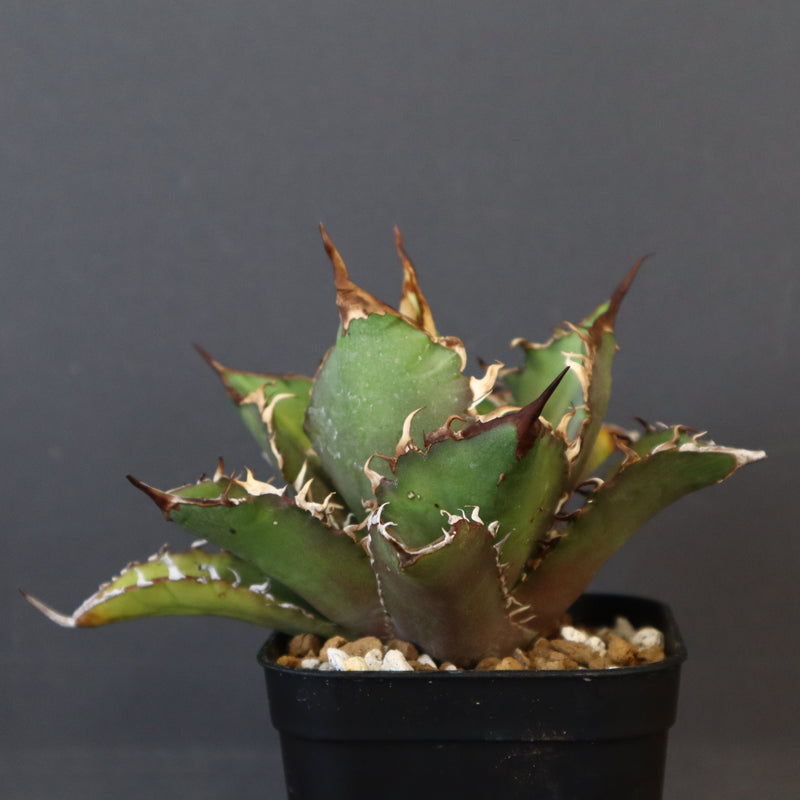 【DRAGON AGAVE】アガベ 獵豹  EC11