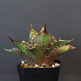 【DRAGON AGAVE】アガベ 獵豹  EC11