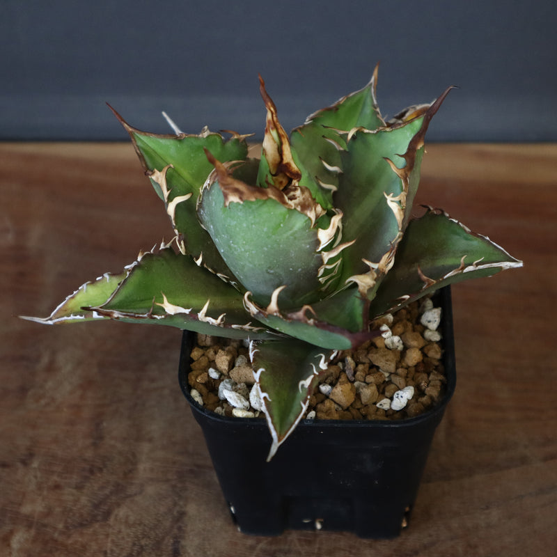 【DRAGON AGAVE】アガベ 獵豹  EC11