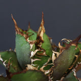 【DRAGON AGAVE】アガベ 獵豹  EC11