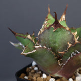 【DRAGON AGAVE】アガベ 獵豹  EC11