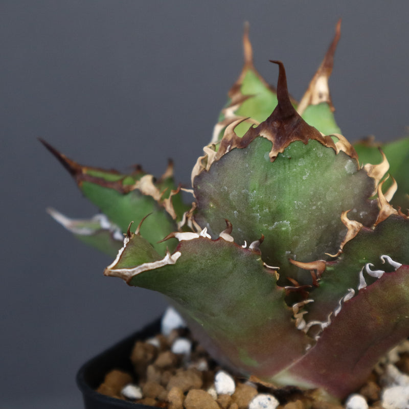 【DRAGON AGAVE】アガベ 獵豹  EC11