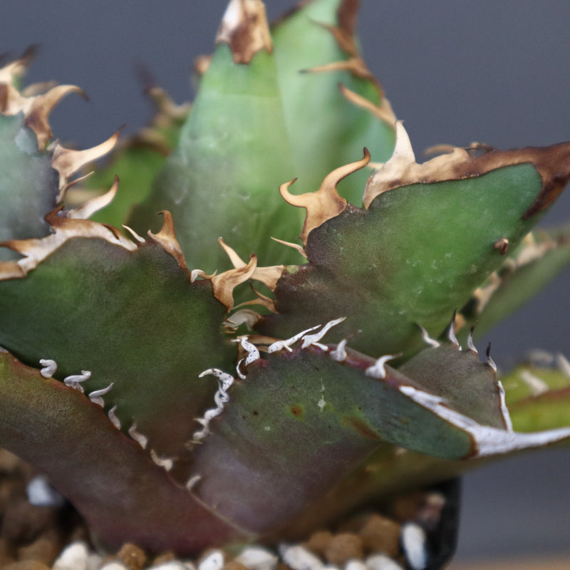 【DRAGON AGAVE】アガベ 獵豹  EC11